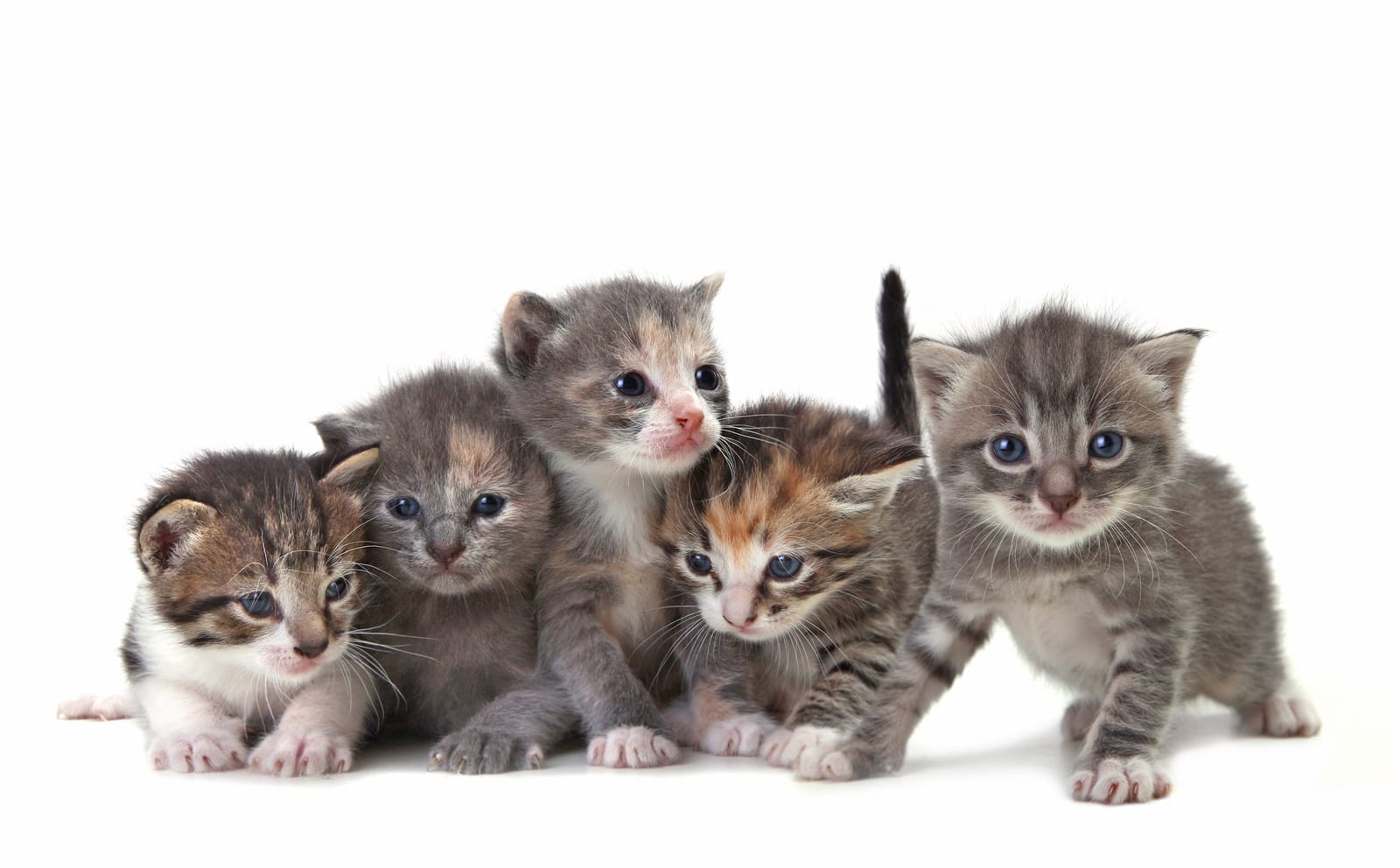 The Irresistible Lure of Plot Kittens